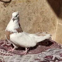 نقابی لیمو|پرنده|کرمانشاه, |دیوار