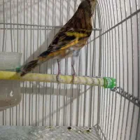 سهره قناری سرخ مسته مست|پرنده|بروجرد, |دیوار