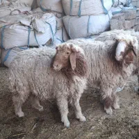 هویزه