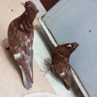 جوجه سینه ۴۰ سانتی کاکلی