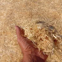کاه جو فروشی