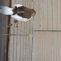 فنچ بنگالی نر|پرنده|هشتگرد, تهران دشت|دیوار