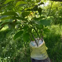 پیوند و هرس درختان و فروش پیوندک