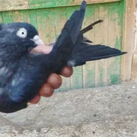 ماده سیاه