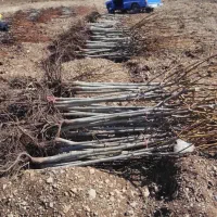 انواع نهال میوه وگردو صنوبر نیگرا