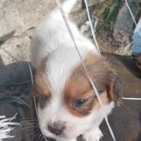 فروش سگ پاکوتاه|سگ|رحیمآباد, |دیوار