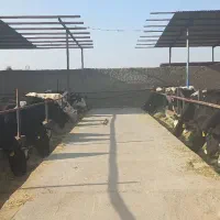 تلیسه آبستن ۲ تا ۷ماهه تعداد ۹راس