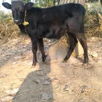 ورزا کوله سیاه دوتا چالوسی ومیزان