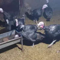 تعدادی بوقلمون محلی ارگانیک