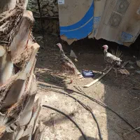 ۴ تا بقلمون یه نر و ۳ماده