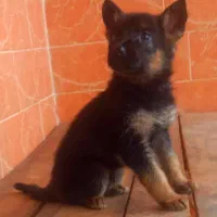 سگ ژرمن شیپرد کینگ سایز شاه توله موکوتاه ( ماده )|سگ|تهران, وردآورد|دیوار