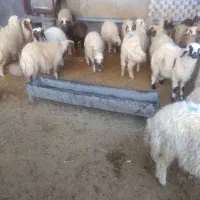 بره نر پرواری