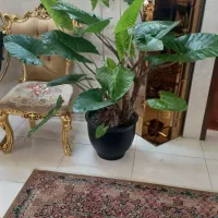 گل طبیعی بزرگ و شیک