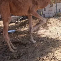 شتر نر آرام دوساله|حیوانات مزرعه|شمیل, |دیوار