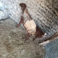 میش بره|حیوانات مزرعه|گوآور, |دیوار