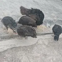 بوقلمون|حیوانات مزرعه|امیدیه, |دیوار