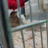 سهره خاکی|پرنده|نسیمشهر, |دیوار