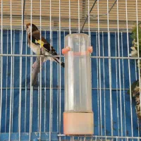 سهره ماده دونسته درجه یک|پرنده|اصفهان, تیران|دیوار