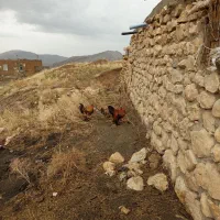 خروس پا پر|حیوانات مزرعه|نوشین شهر, |دیوار