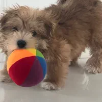 واگذاری سگ نژاد دار|سگ|لاهیجان, حاجی آباد|دیوار