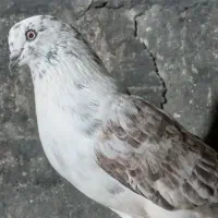 چند تا کبوتر پرشی