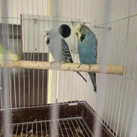 مرغ عشق هلندی