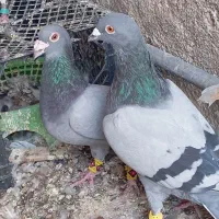 کبوتر بابته|پرنده|کوه چنار, |دیوار