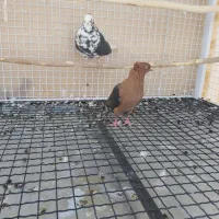 دوتا کفتر کاکلی غریب گیری|پرنده|هشتگرد, فاز ۷ مهستان|دیوار