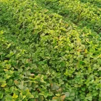 نهال توت فرنگی سابرینا و کاموروس|خدمات باغبانی و درختکاری|خان ببین, |دیوار