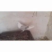 کبوتر تهرانی|پرنده|اژیه, |دیوار