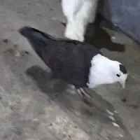 کفتر کلاغ. کله سفید . نر|پرنده|تربتحیدریه, رضاشهر|دیوار