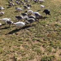 فروش بوقلمون و غاز|حیوانات مزرعه|پیرانشهر, |دیوار