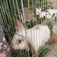 خرگوش لپی واکسن خورده