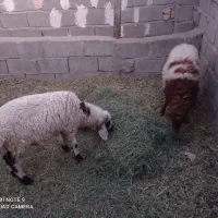 دوراس بره نر و ماده|حیوانات مزرعه|گلزار, |دیوار