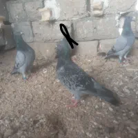 کبوتر پلاکی|پرنده|شبانکاره, |دیوار