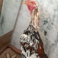 خروس و مرغ لاری اصل نژاد افغان|حیوانات مزرعه|خاش, |دیوار