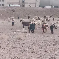 سه بزغاله نر گم شده