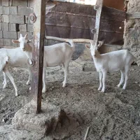 کهره سانن|حیوانات مزرعه|شیراز, داریون|دیوار