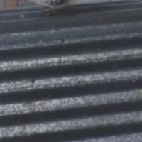 نر پلنگ گم شده