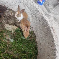 خرگوش|موش و خرگوش|آق قلا, |دیوار