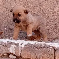 سراب ۶۵ روزه خرج خور درشت