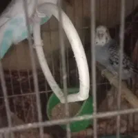 سه عدد مرغ عشق