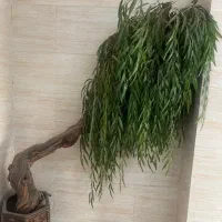 فروش گل ودرخچه بید مجنون مصنوعی|گل مصنوعی|تهران, مهرآباد جنوبی|دیوار