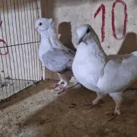 کبوتر های پرشی شهرستانی و تهرانی|پرنده|دماوند, دماوند|دیوار