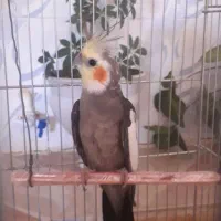 یک جفت عروس خوشگل