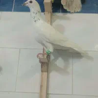 دوچرخه 26ساده