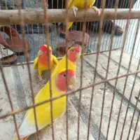 کوتوله دو جفت زرد