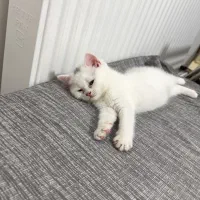 گربه پرشین،اسکاتیش،بریتیش|گربه|اراک, |دیوار