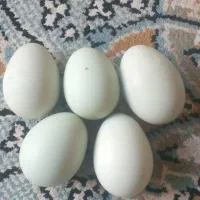 تخم مرغ مکنزی