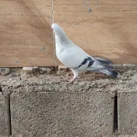 فروش شامی نر|پرنده|شیراز, درکی|دیوار